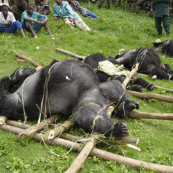 Gorilla Massacre 2 Adults, 1 baby 
