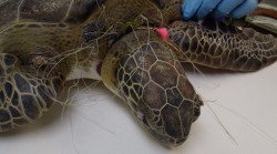 www.turtlehospital.org